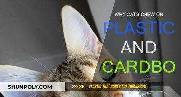 Understanding Cats' Odd Chewing Habits on Plastic and Cardboard