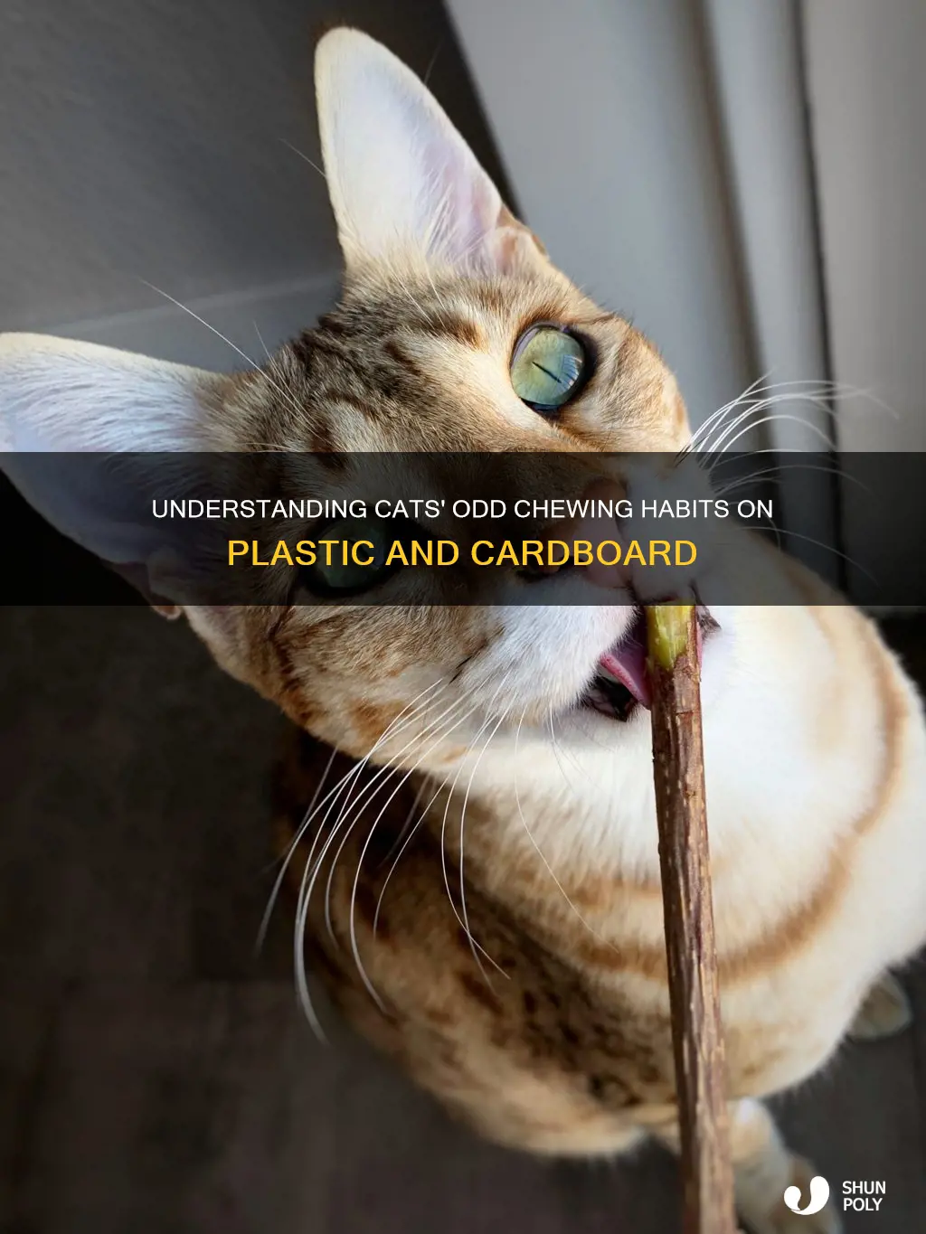 why cats chew on plastic and cardboard