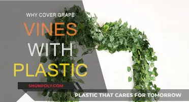 Protecting Grape Vines: Plastic Sheeting Benefits