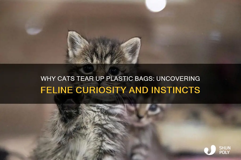why did cat tear up plastic bag
