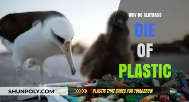 Plastic Pollution: Albatrosses' Slow Death