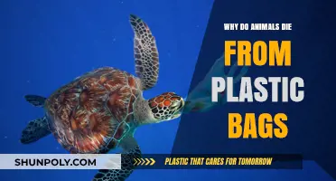 Deadly Plastic Bags: How They Threaten and Kill Wildlife