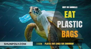 Why Animals Mistake Plastic Bags for Food: A Deadly Confusion
