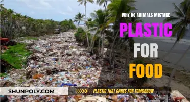 How Plastic is Tricking Our Wildlife