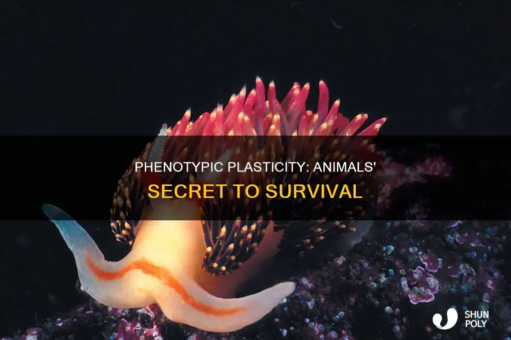 why do animals need phenotypic plasticity