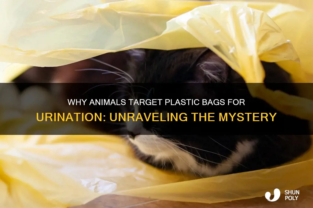 why do animals pee on plastic bags