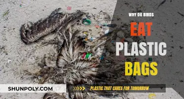 Why Birds Mistake Plastic Bags for Food: A Deadly Confusion
