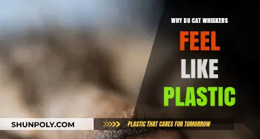How Do Cat Whiskers Feel Like Plastic?