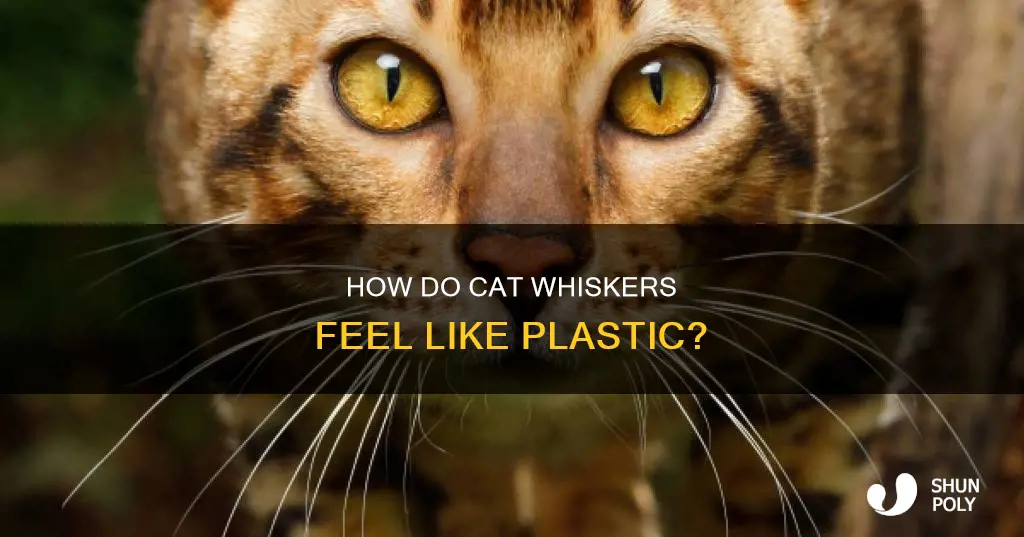 why do cat whiskers feel like plastic
