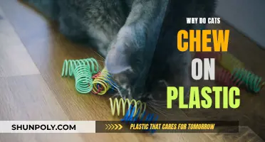 Cats Chewing Plastic: Understanding Their Strange Habit