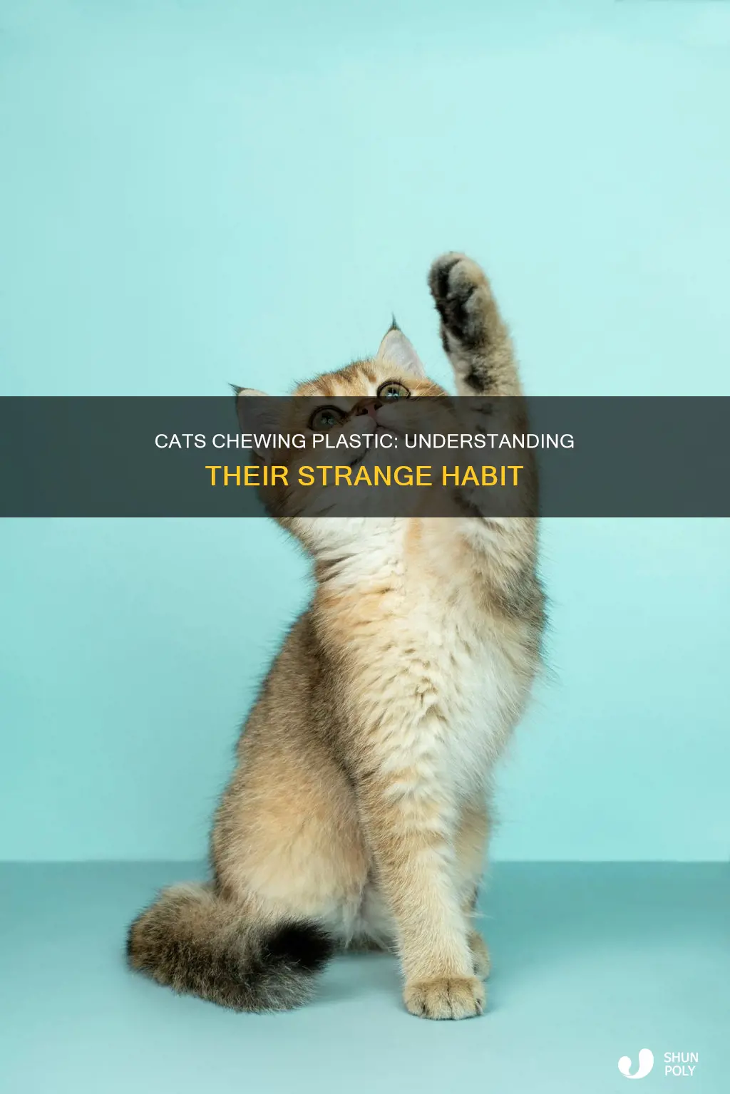 why do cats chew on plastic