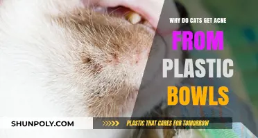 Plastic Bowls and Feline Acne: Uncovering the Surprising Connection
