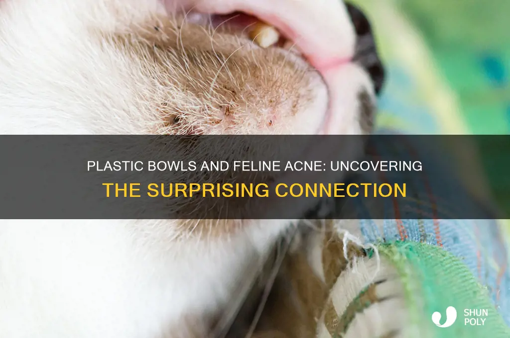 why do cats get acne from plastic bowls