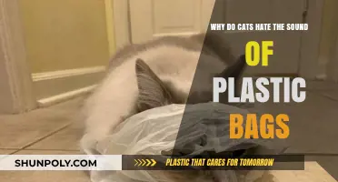 Why Cats Despise the Crinkling Sound of Plastic Bags