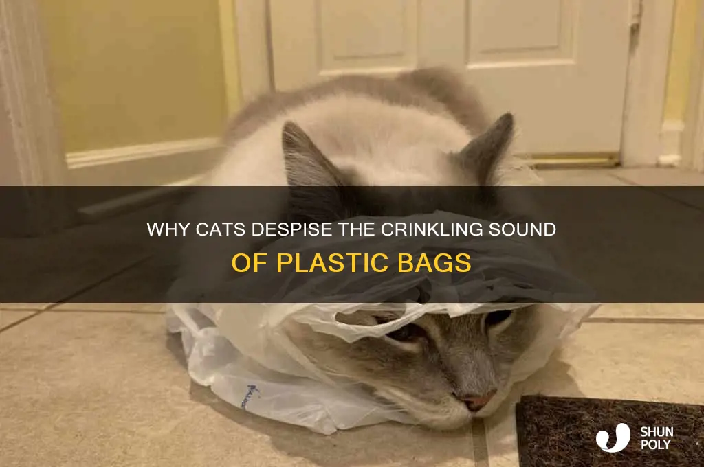 why do cats hate the sound of plastic bags