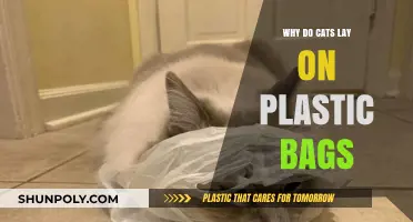 Why Cats Love Lounging on Plastic Bags: Uncovering the Feline Fascination