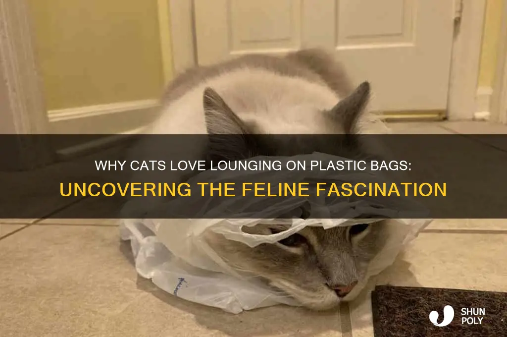 why do cats lay on plastic bags