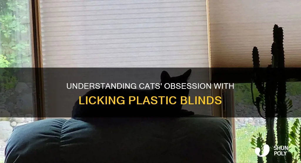 why do cats lick plastic blinds