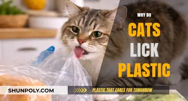 The Curious Case of Cats and Their Plastic Licking Habit