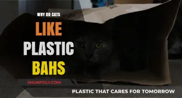 Plastic Bags: Cats' Favorite Plaything