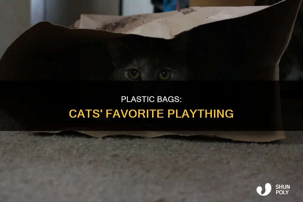why do cats like plastic bahs