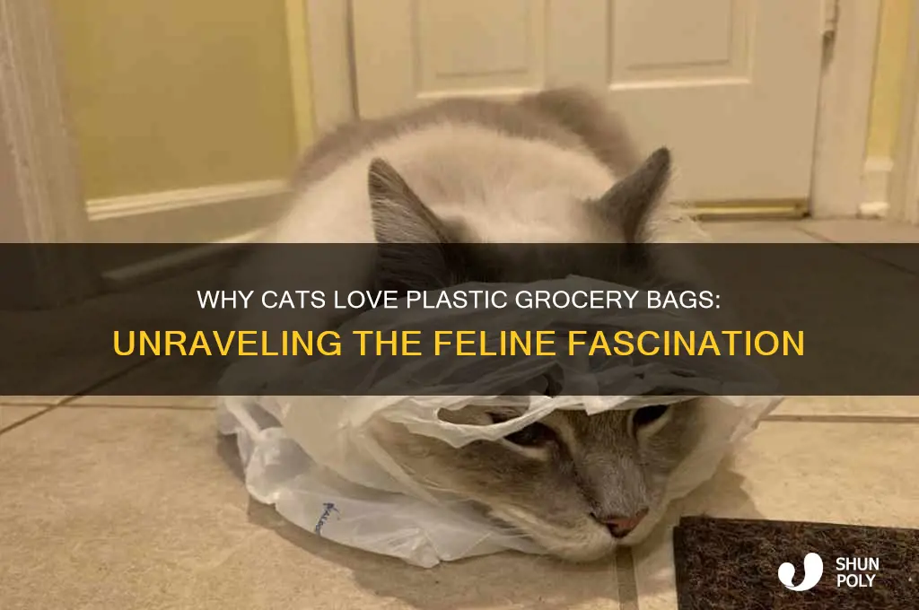 why do cats like plastic grocery bags