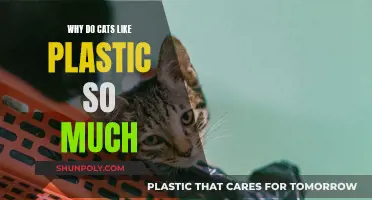 Cats' Fascination With Plastic: Unveiling the Mystery