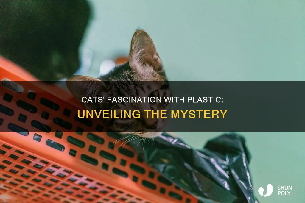 why do cats like plastic so much