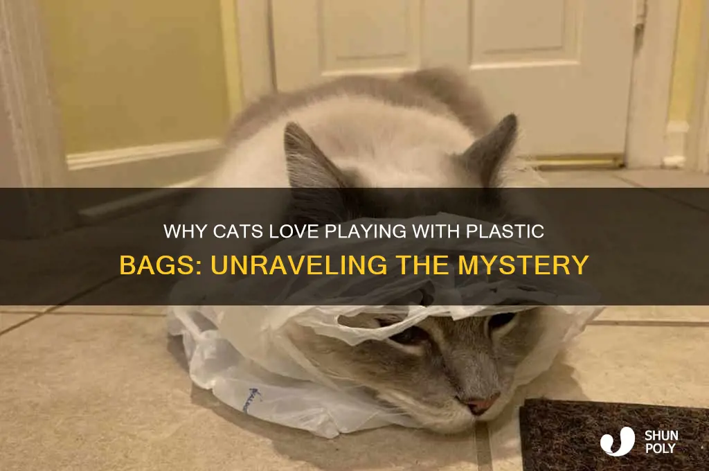 why do cats like to play with plastic bags