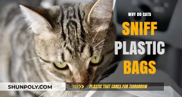 Why Cats Sniff Plastic Bags: Uncovering the Feline Fascination