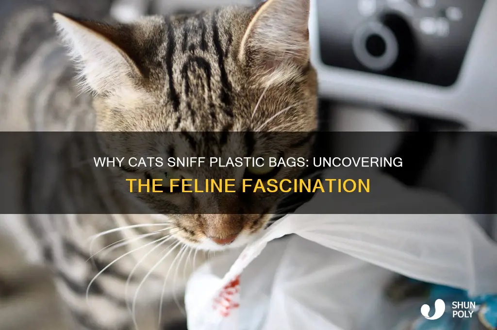 why do cats sniff plastic bags
