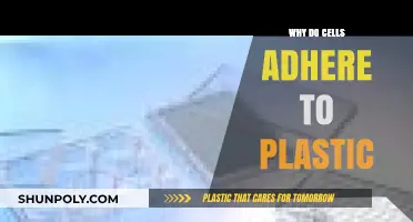 How Plastic Adhesion Affects Cell Behavior