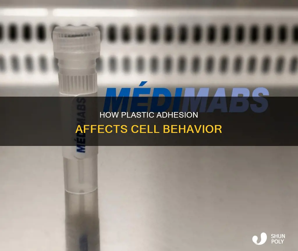 why do cells adhere to plastic