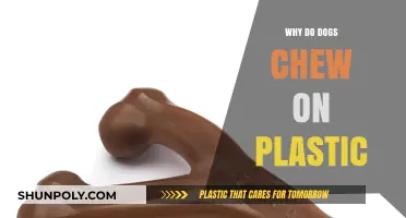 Plastic Chewing: Why Do Dogs Do This?