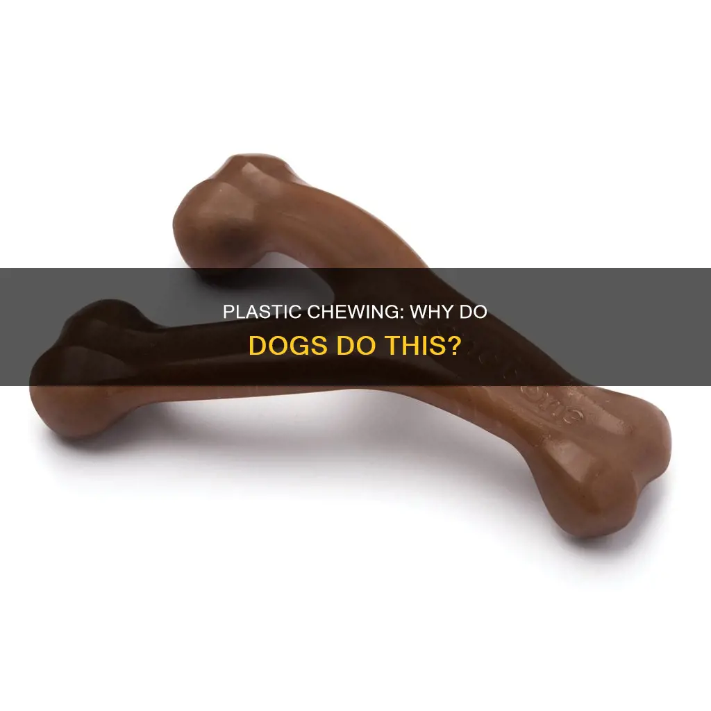 why do dogs chew on plastic