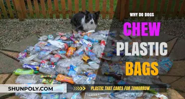 Why Dogs Chew Plastic Bags: Understanding the Risky Canine Habit