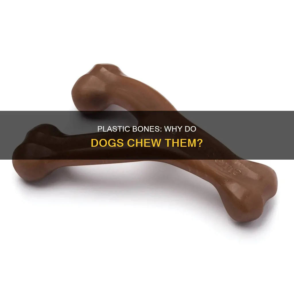 why do dogs chew plastic bones