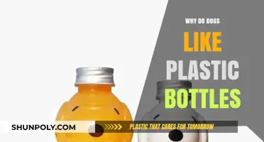 Why Do Dogs Love Playing with Plastic Bottles?