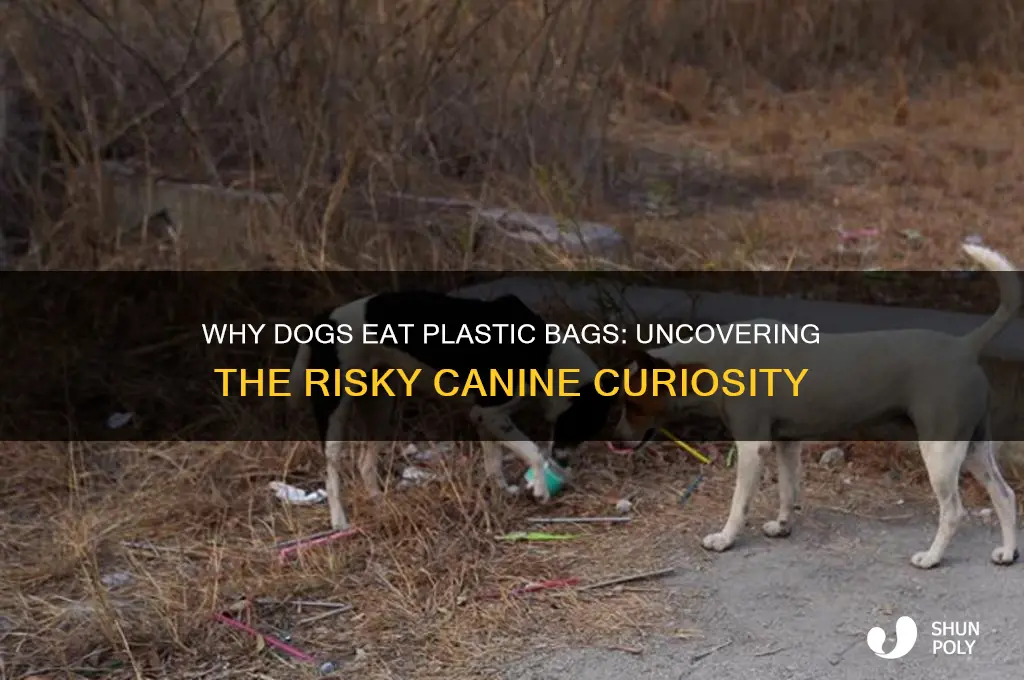 why do dogs like to eat plastic grocery bags