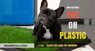 Plastic-Peeing: Why Do Dogs Mark Plastic Bags?