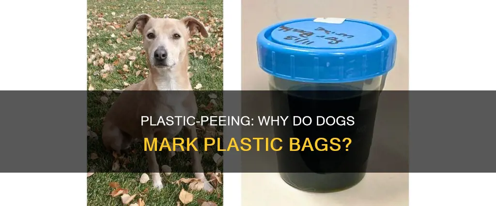 why do dogs pee on plastic
