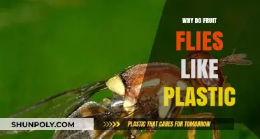 Plastic Attraction: Why Fruit Flies Swarm