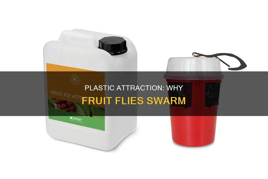 why do fruit flies like plastic