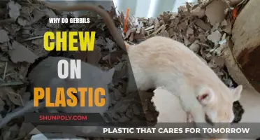 Plastic Chewing: Understanding Gerbils' Unhealthy Habit