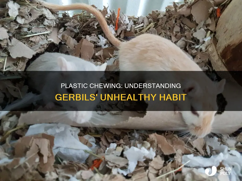 why do gerbils chew on plastic