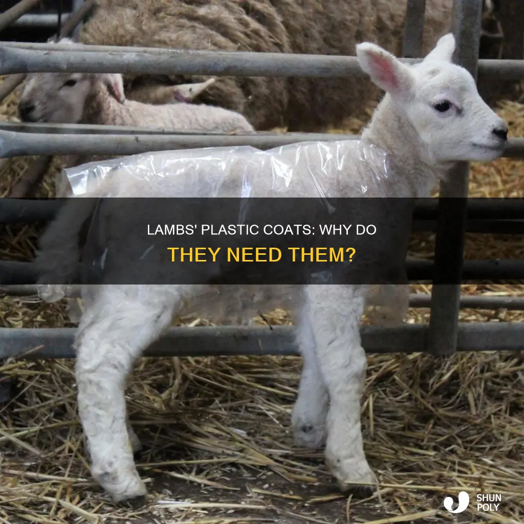 why do lambs wear plastic coats