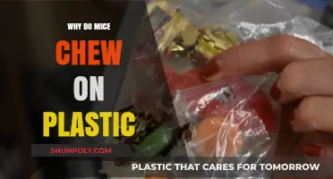 Plastic Chewing: Why Mice Love It