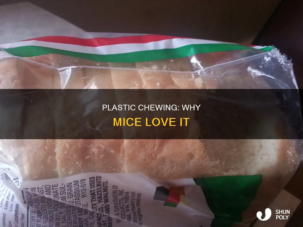 why do mice chew on plastic