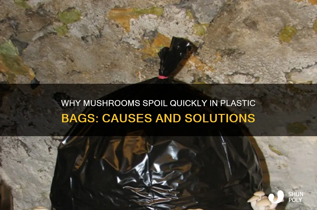 why do mushrooms rot in a plastic bag