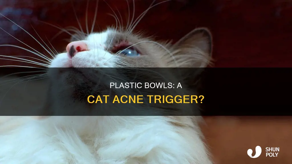 why do plastic bowls cause cat acne
